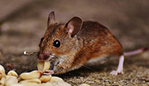 24 Hour & Emergency Exterminators in Woods Cross, UT